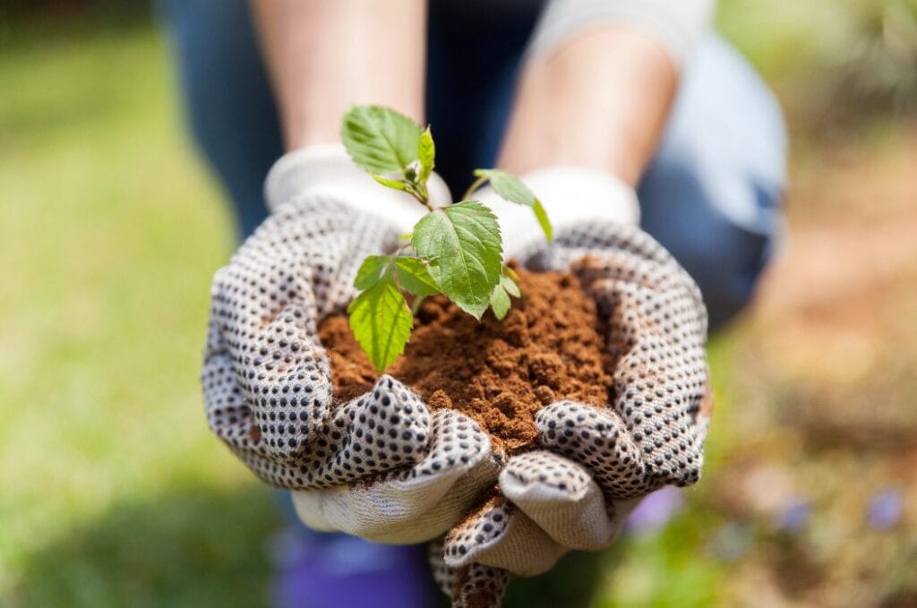 Hände in Handschuhen mit Erde und einer Pflanze